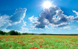 高清晰蓝天白云阳光下的红花场地壁纸