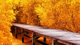 秋天的黄色木桥