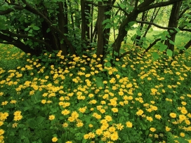 绿色森林中的黄色花