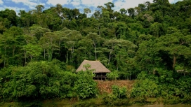 热带雨林中的小屋