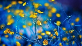 高清晰蓝色背景下的黄花