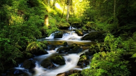 高清晰森林瀑布岩石植物