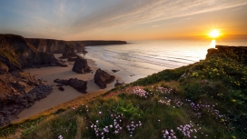 高清晰阳光下的海洋海岸悬崖花