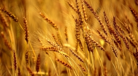 高清晰金色麦田壁纸