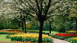 高清晰郁金香公园树美景壁纸