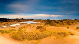 天空下漂亮的沙漠绿洲植物