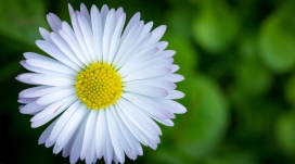 高清晰白色甘菊壁纸