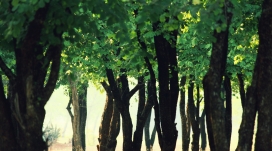 高清晰绿树壁纸