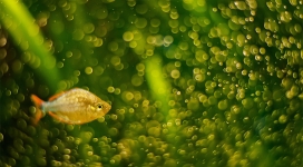 高清晰海洋鱼壁纸