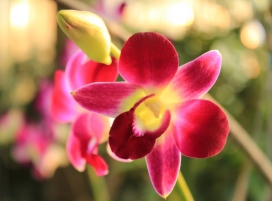 高清晰红色兰花壁纸