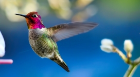 飞翔的彩色蜂鸟壁纸