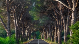 两边大树的森林路壁纸