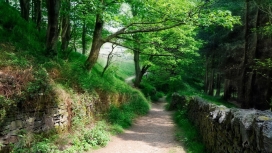 高清晰可爱的林间小道土墙