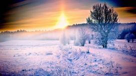 冬季树木的日落之路