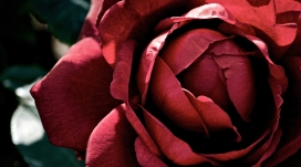 高清晰红色玫瑰花瓣壁纸
