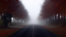 雾气森林路