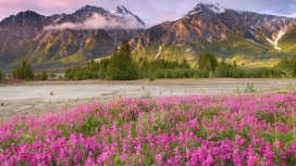 粉红色的花朵山树