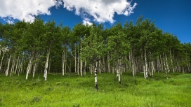 蓝天白云下的漂亮桦树草甸