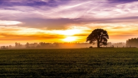 橙色太阳下的栅栏树