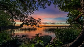 日落下的湖岸树木植物