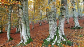 漂亮的森林山观叶