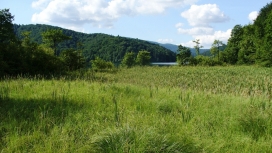 森林湖绿色牧场