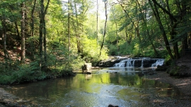 阳光下的绿色森林小瀑布壁纸