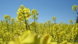 高清晰黄色油菜花壁纸