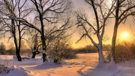 阳光下的雪树林美景壁纸