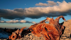 乌云下的树根干柴壁纸