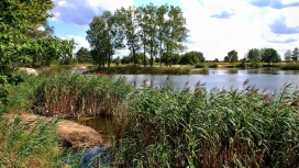 天空下的草树湖岸边