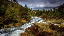 漂亮的野生溪树草