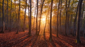 温暖的日出森林