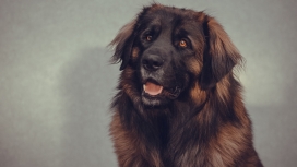 高清晰大黄狗壁纸