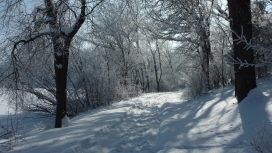 高清晰雪树林壁纸