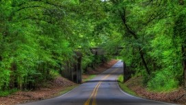 高清晰绿色森林公路壁纸