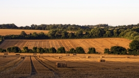 令人惊叹的贝尔斯树干草场