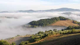 漂亮的雾气树木栅栏