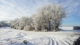 高清晰白色雪树壁纸
