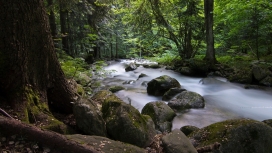 阳光森林的野流石头