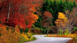 秋季树林路壁纸