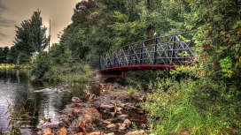 桥湖岩石下的水鸭