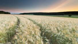 黑暗之树-灿烂的麦田