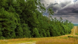 高清晰绿色绿化树木场乡村道路