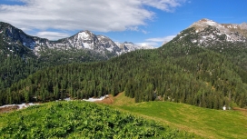 雪山绿树林壁纸