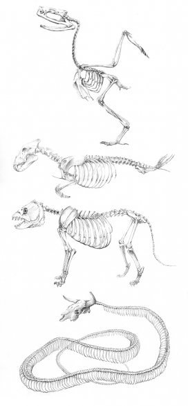 Skeletons II生物骨骼插画