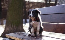 等待主人的可爱狗狗壁纸下载