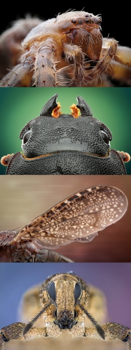 至尊昆虫微距摄影