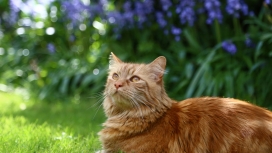 蓬松的红猫壁纸