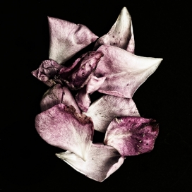 Rose Garden-玫瑰园